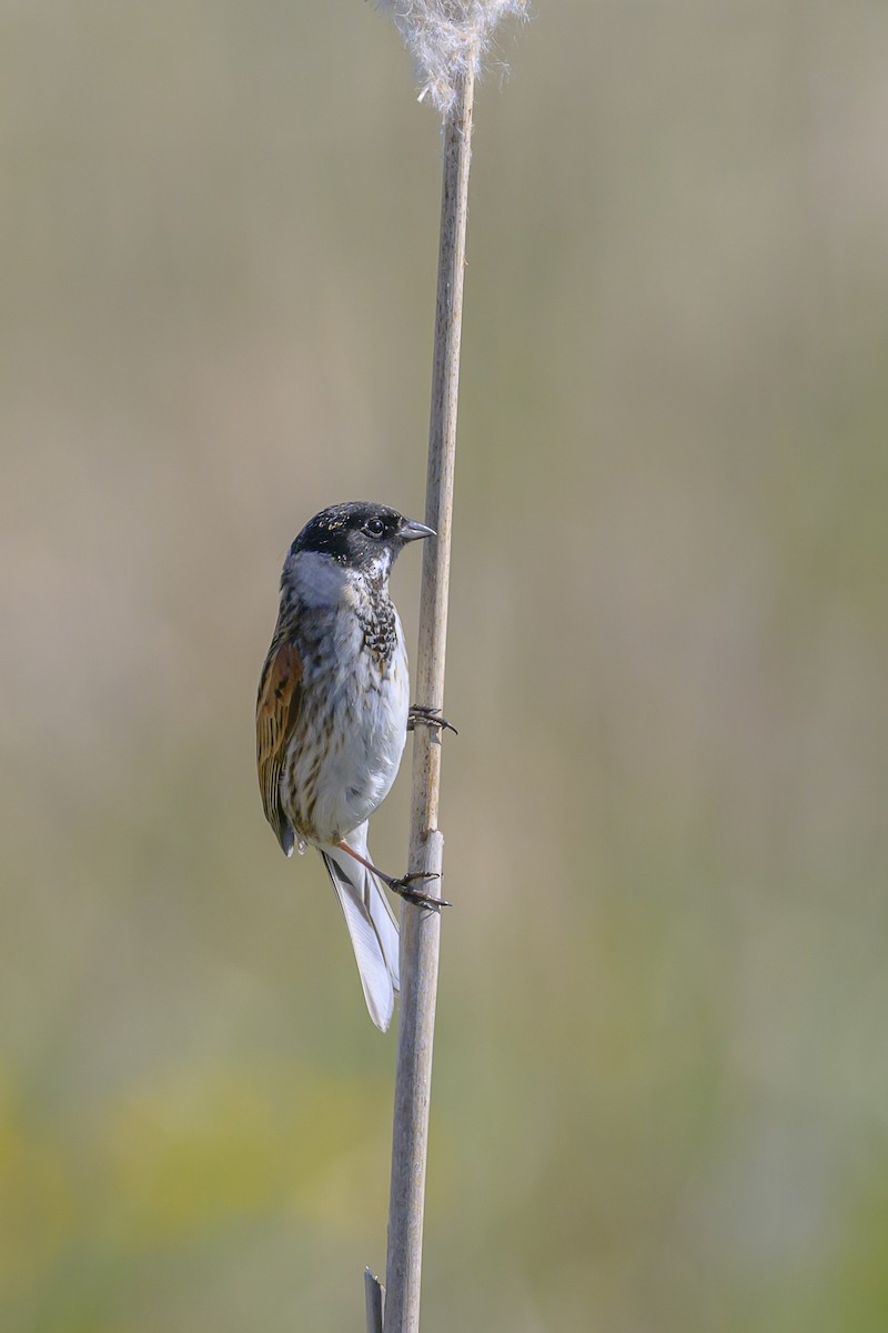 Reed Bunting - ML619199157