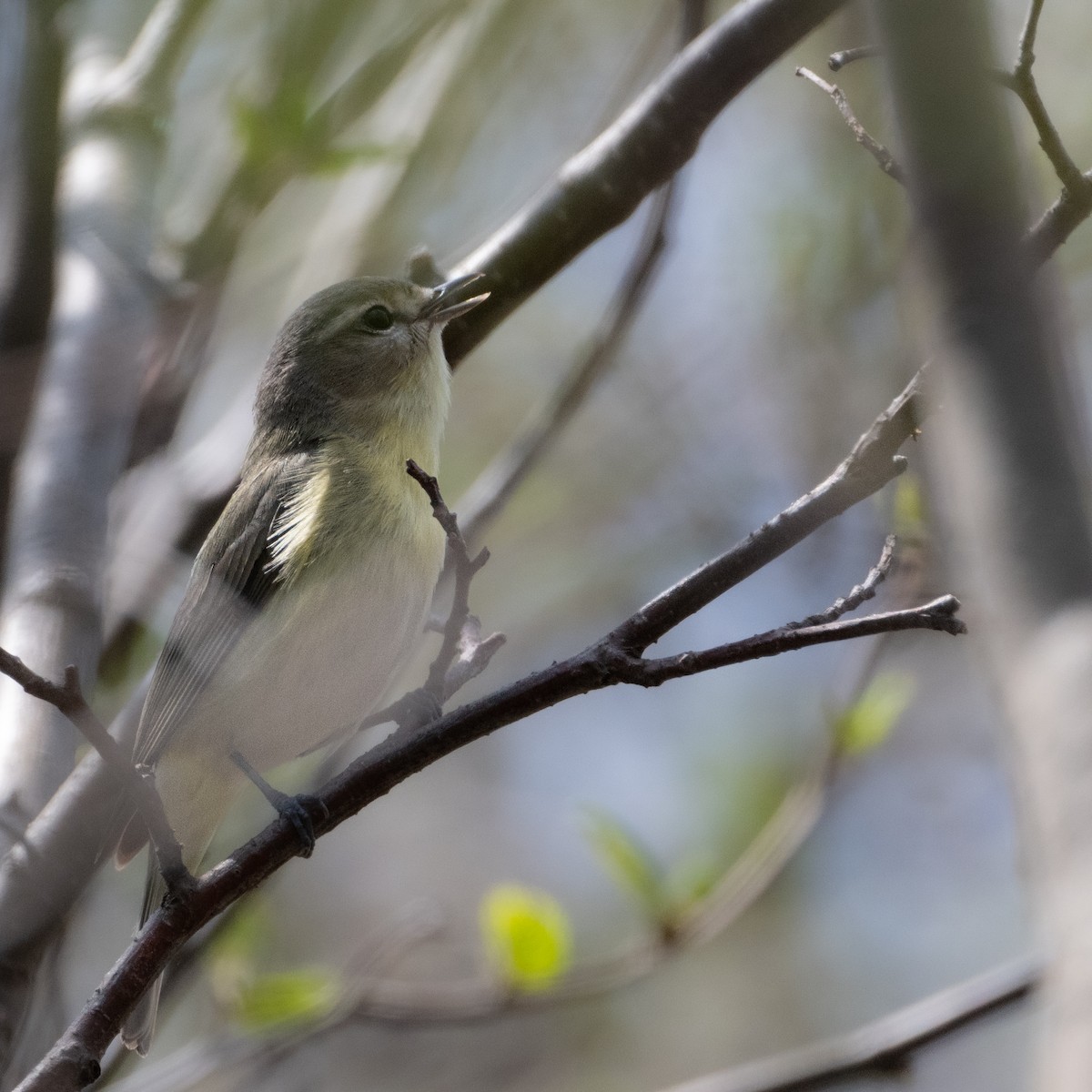 Philadelphia Vireo - Christine Pelletier et (Claude St-Pierre , photos)