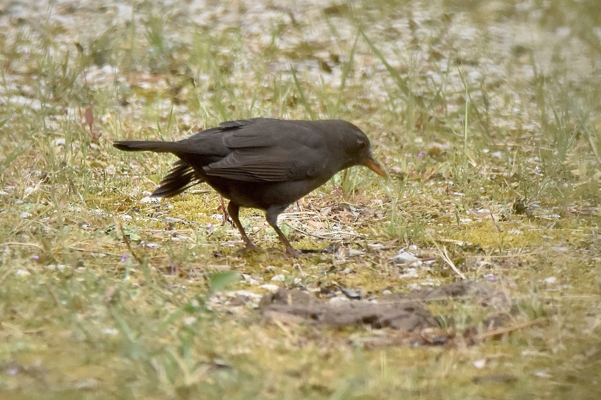 Eurasian Blackbird - Benoit Goyette