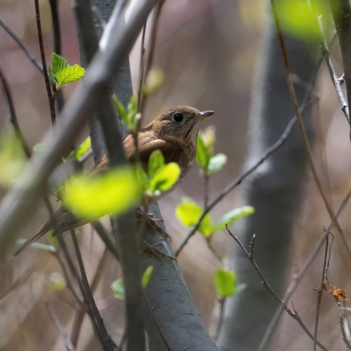 Veery - Christine Pelletier et (Claude St-Pierre , photos)