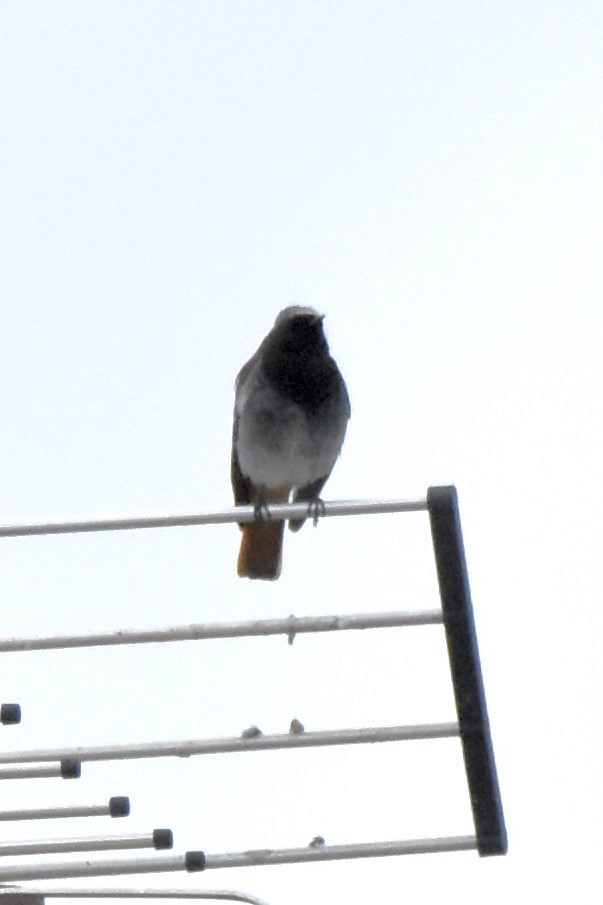 Black Redstart - Benoit Goyette