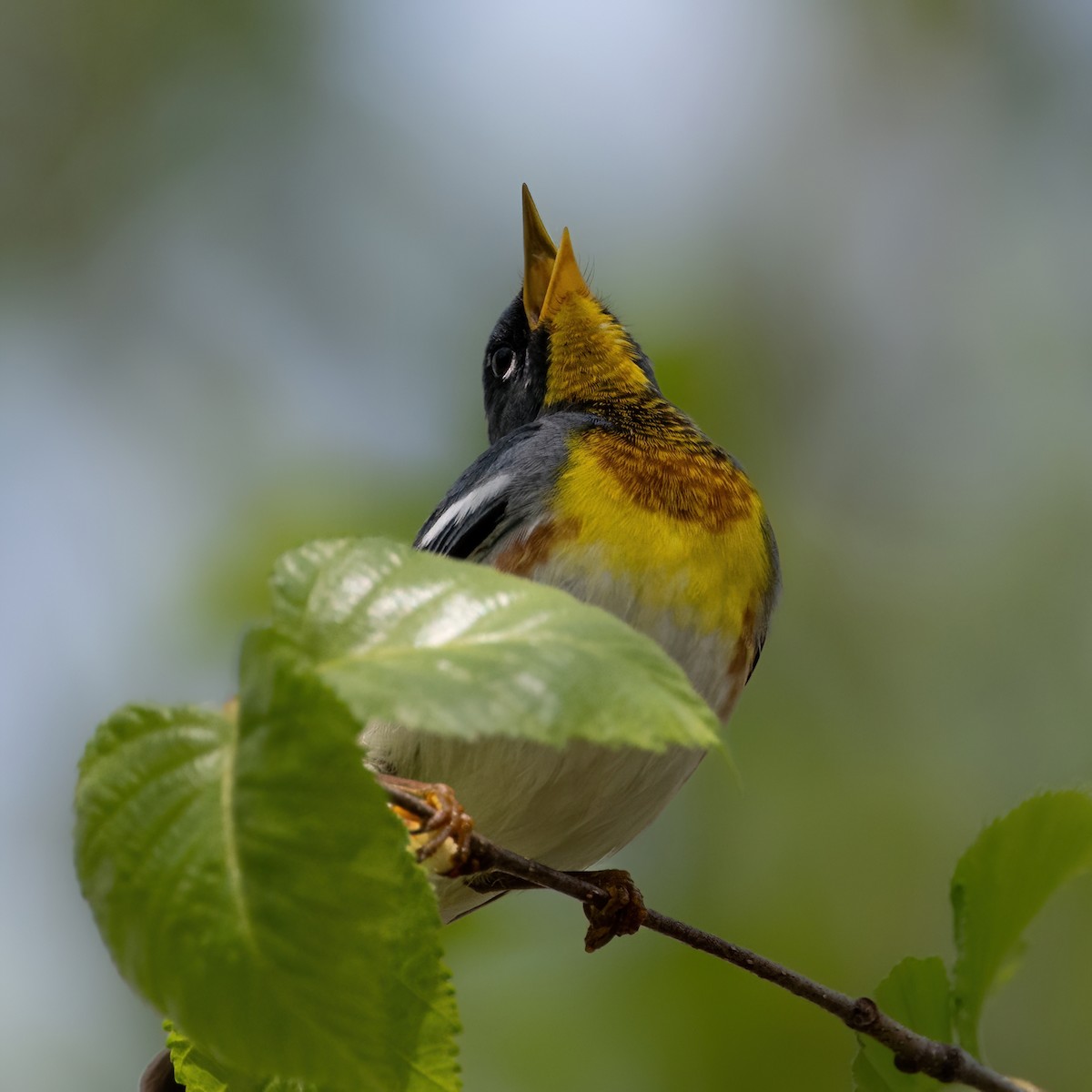 Northern Parula - Christine Pelletier et (Claude St-Pierre , photos)