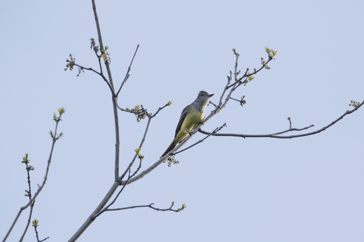 Great Crested Flycatcher - ML619199188