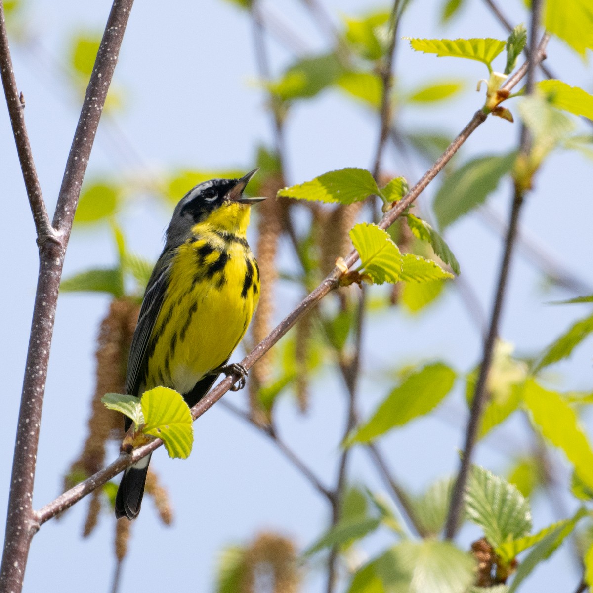 Magnolia Warbler - Christine Pelletier et (Claude St-Pierre , photos)