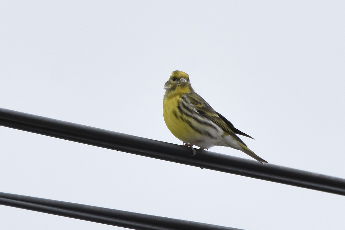 European Serin - Benoit Goyette