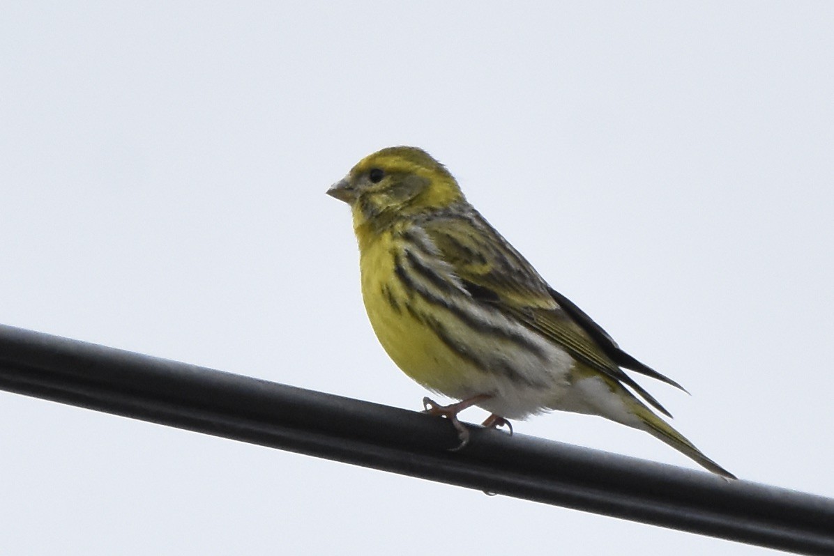 European Serin - Benoit Goyette