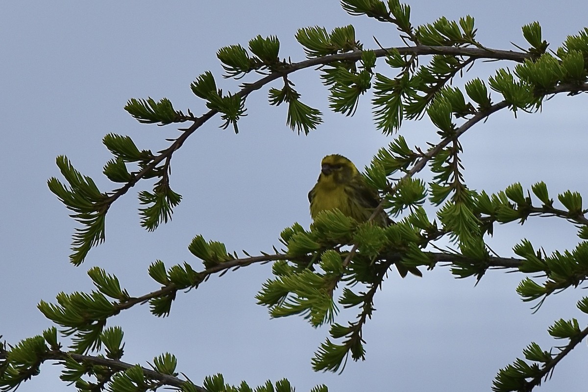 European Serin - Benoit Goyette