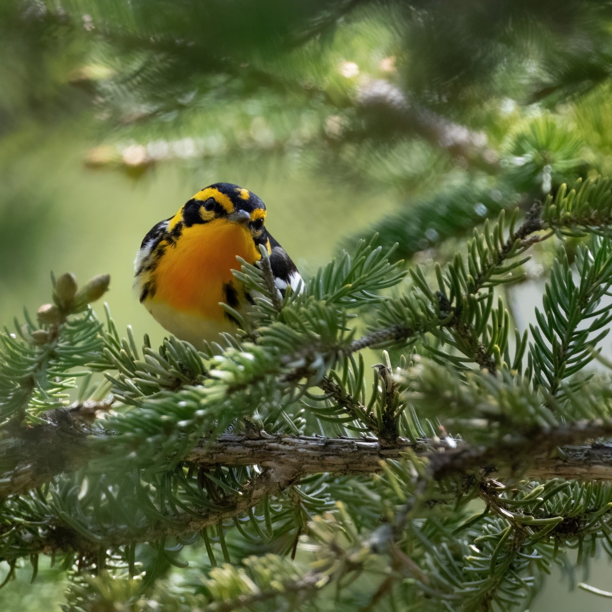 Blackburnian Warbler - Christine Pelletier et (Claude St-Pierre , photos)