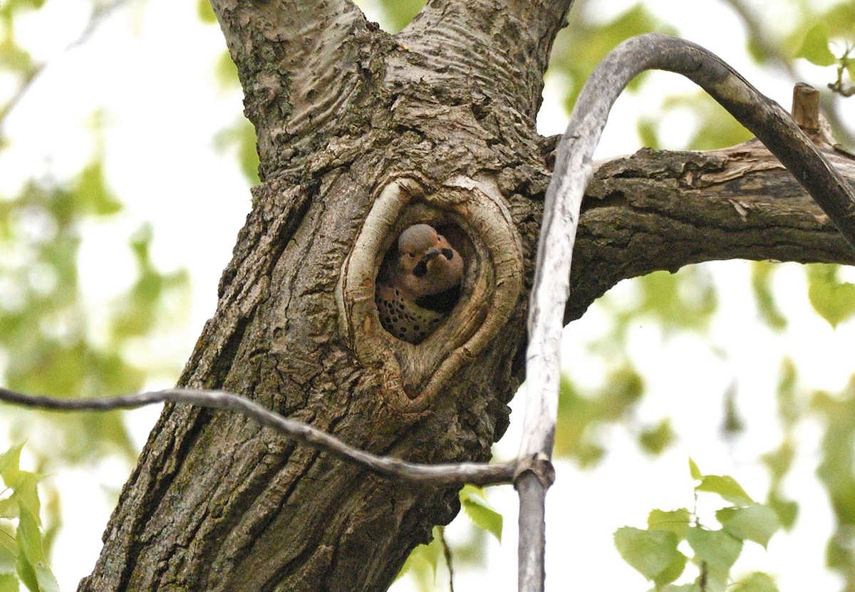 Northern Flicker - Tom Long