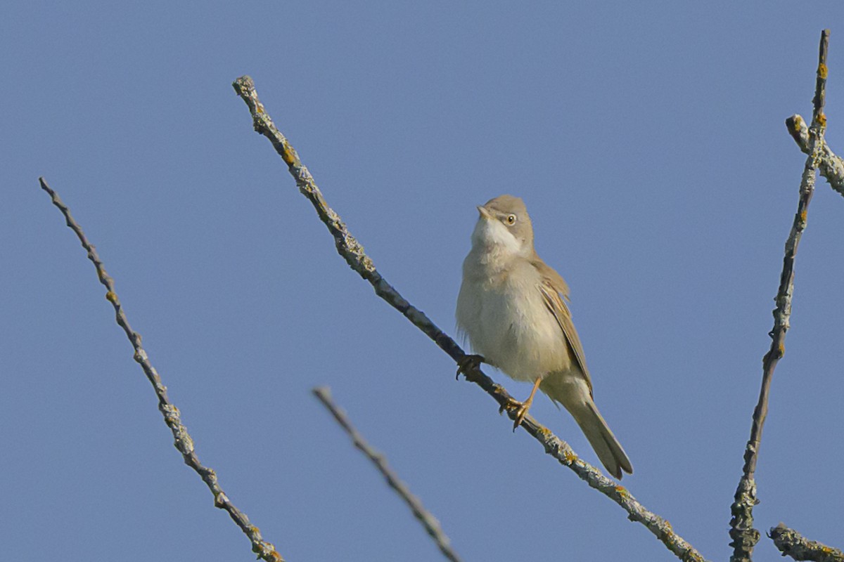 Greater Whitethroat - ML619199219