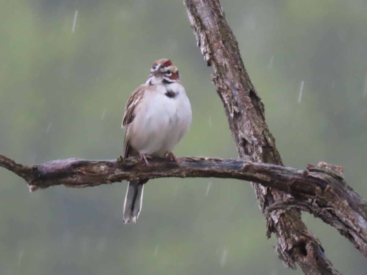 Lark Sparrow - ML619199220