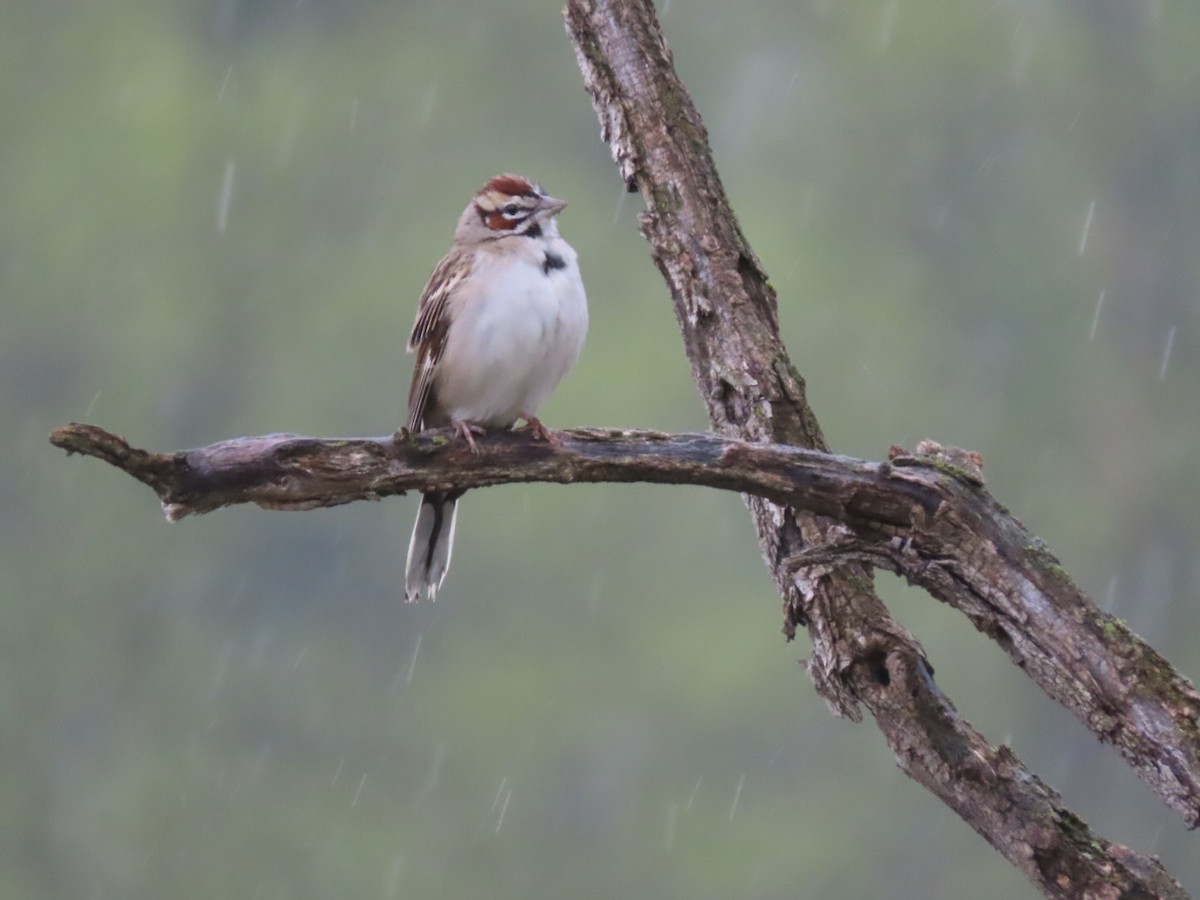 Lark Sparrow - ML619199221