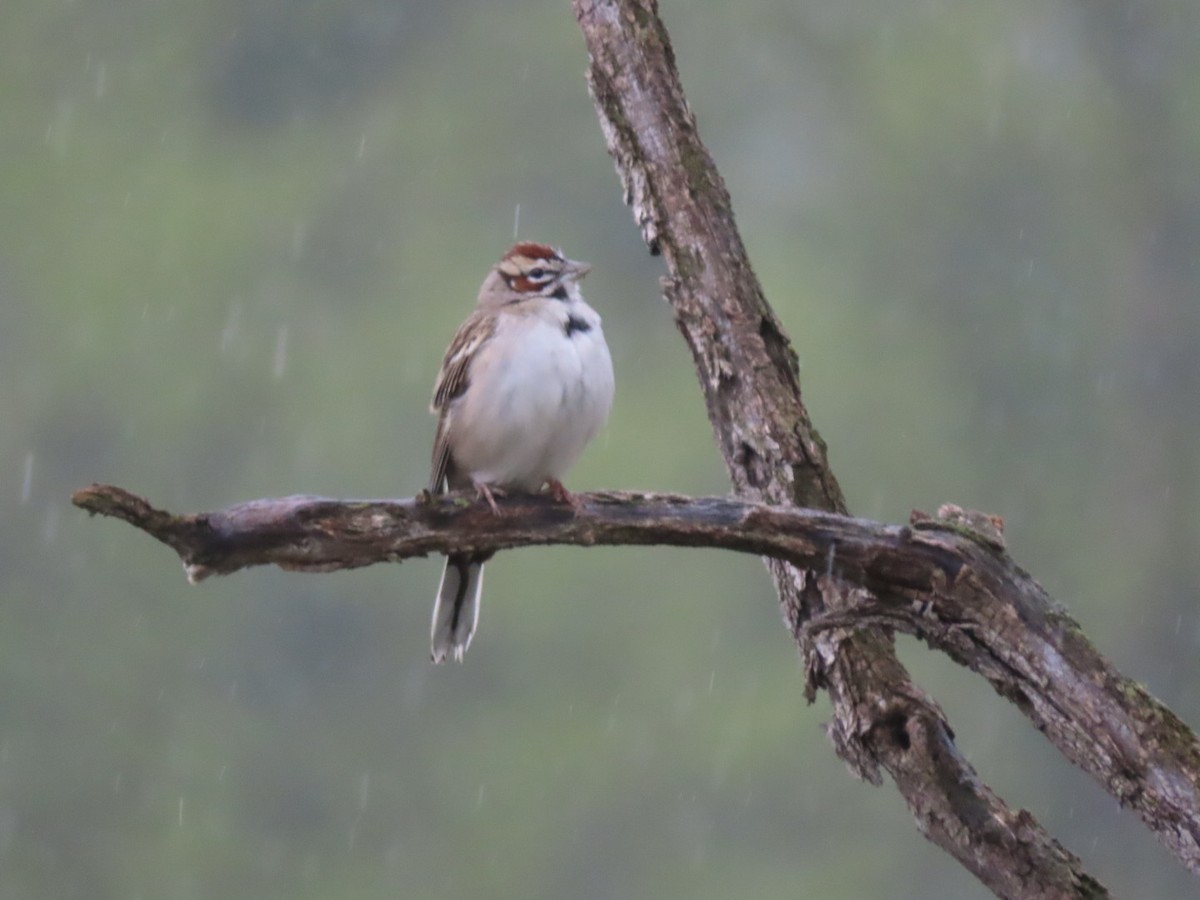 Lark Sparrow - ML619199222