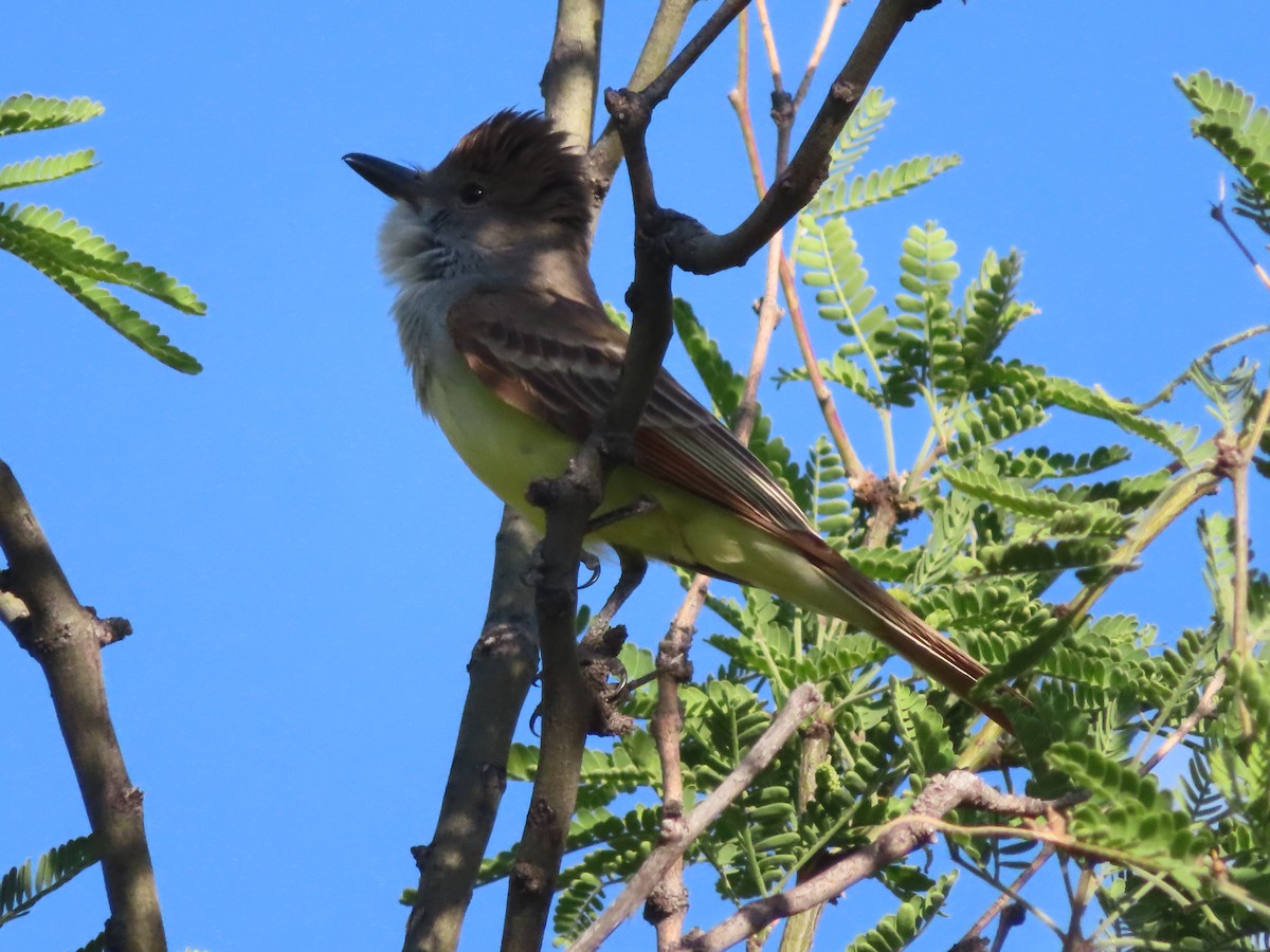 Brown-crested Flycatcher - Kyan Russell