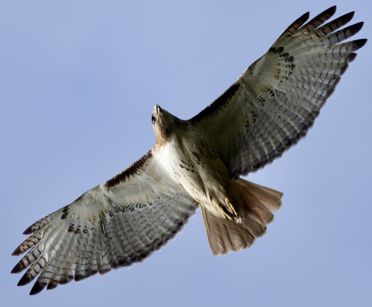 Red-tailed Hawk - Christine Stoughton Root