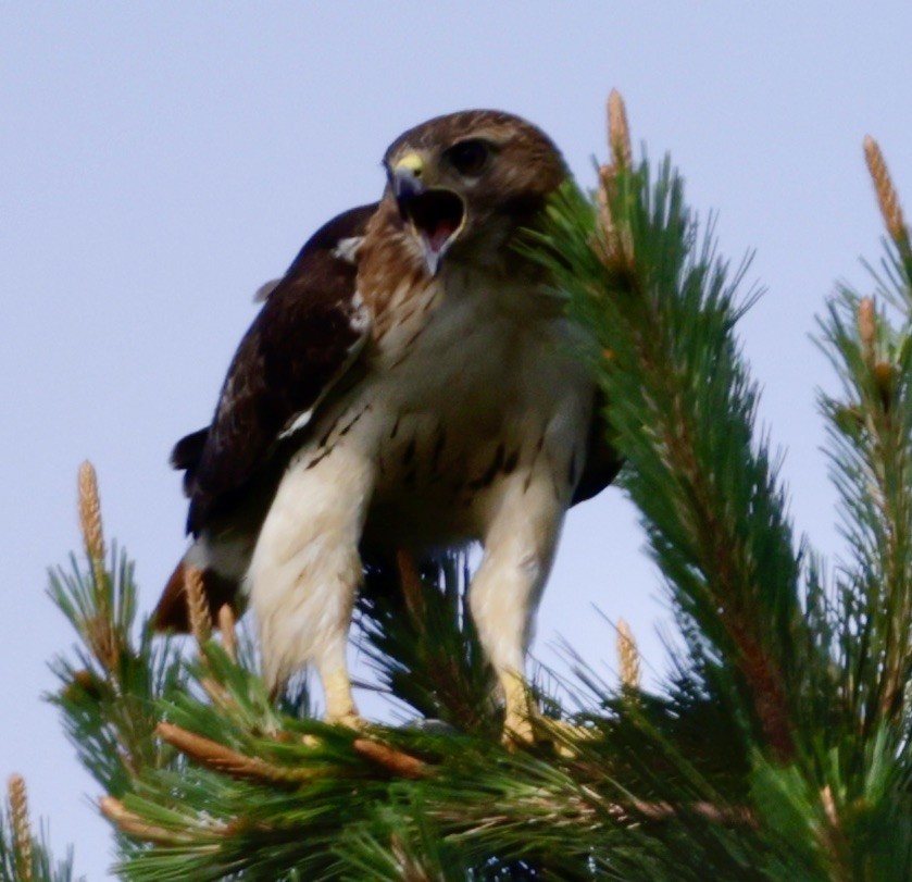 Red-tailed Hawk - Christine Stoughton Root