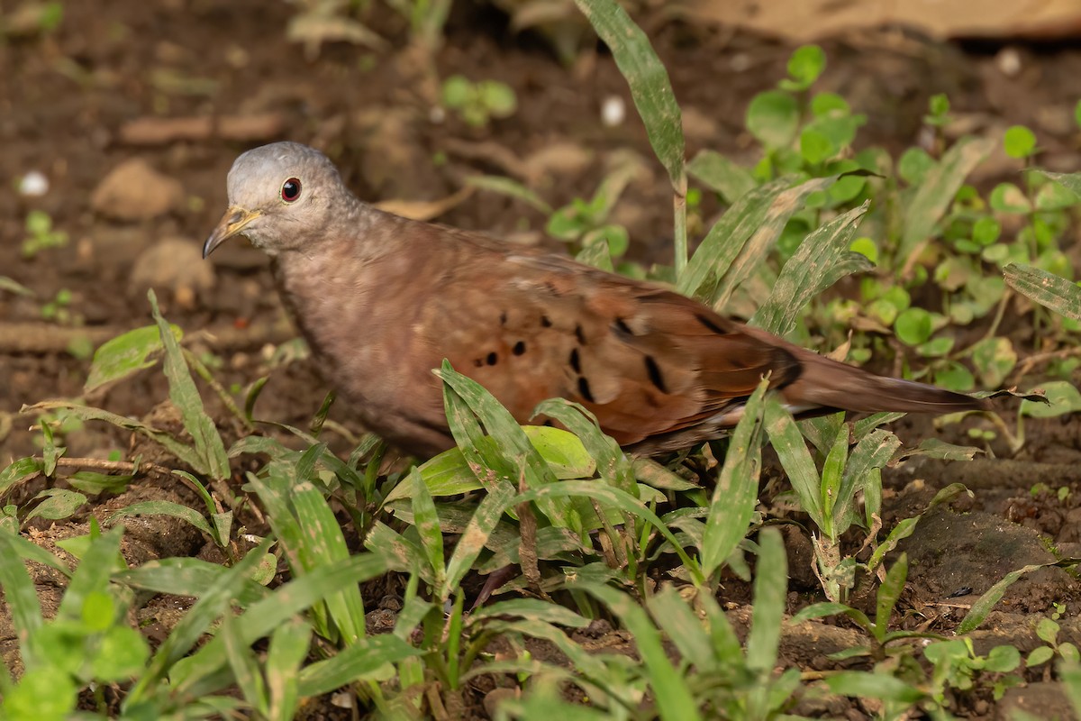 Mourning Dove - Scott Coupland