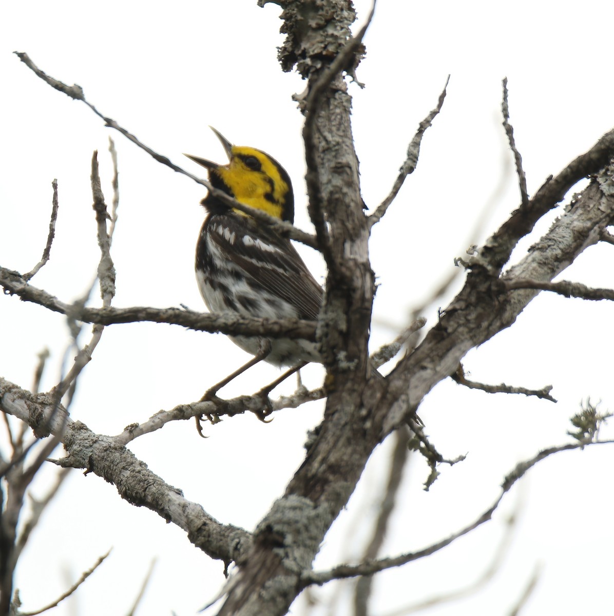 Golden-cheeked Warbler - Sheryl Travis