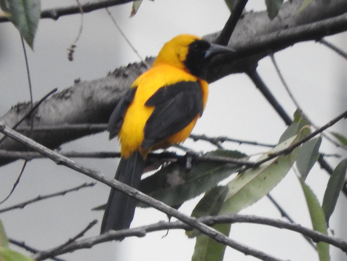 Yellow-backed Oriole - Julio P