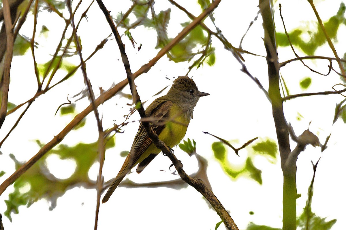 Great Crested Flycatcher - Tom Long