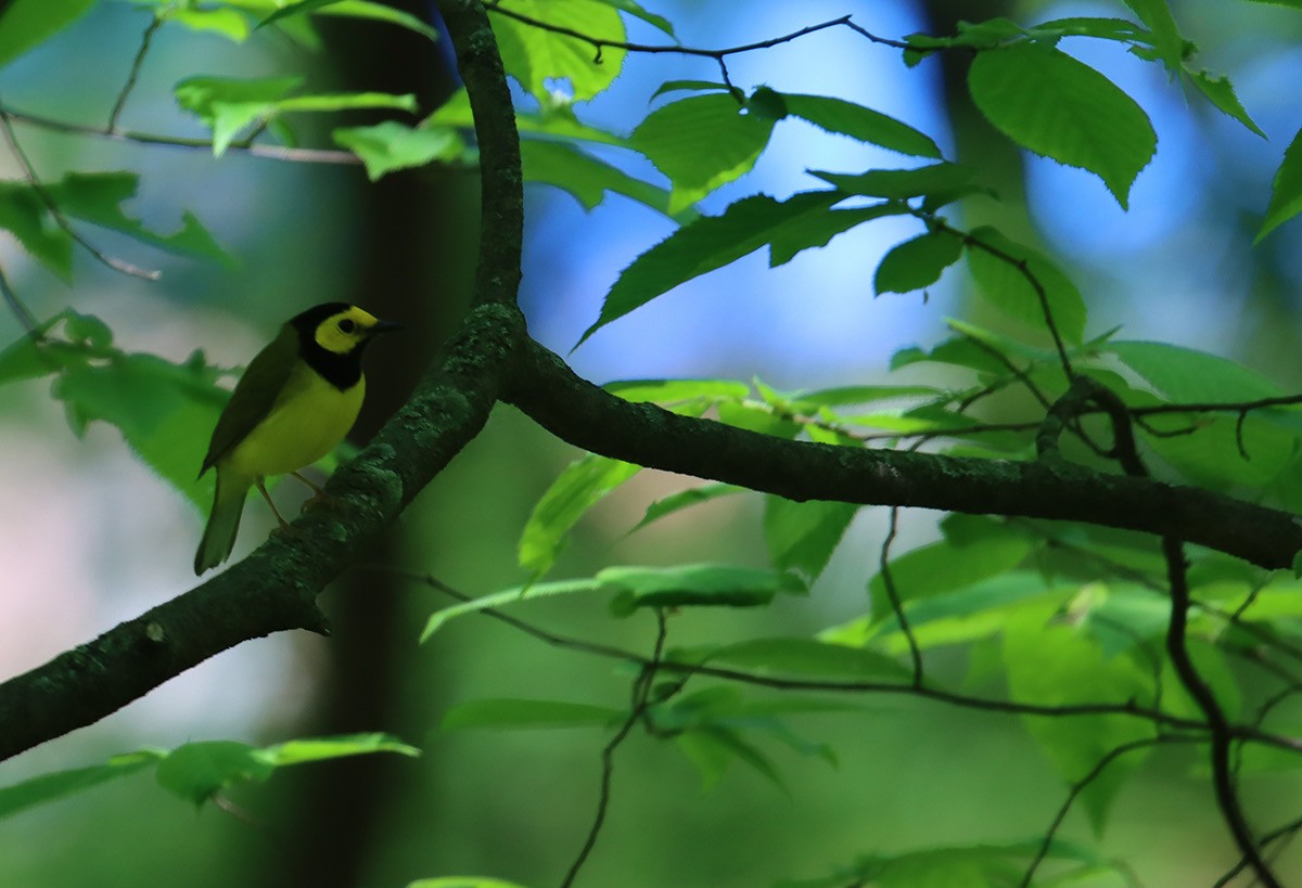 Hooded Warbler - John Bissell