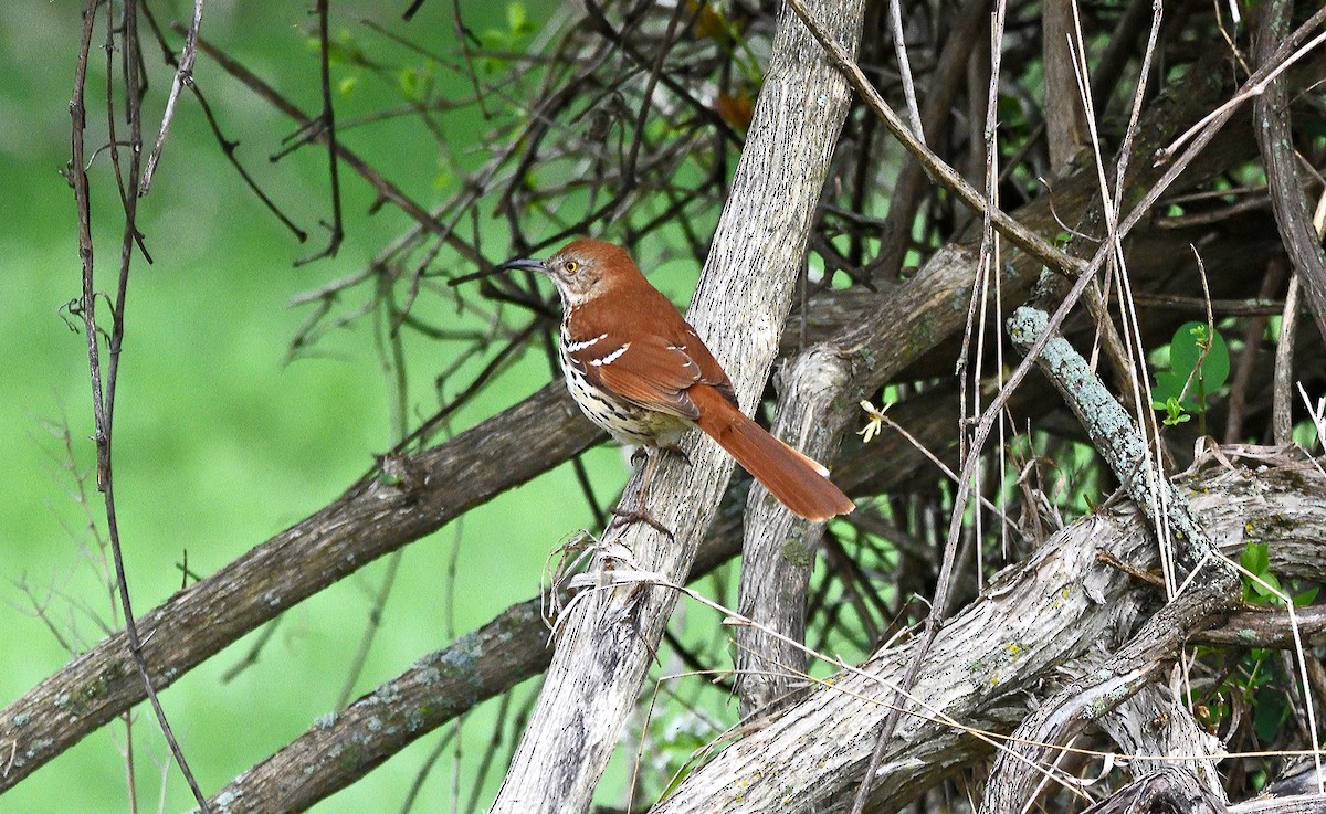 Brown Thrasher - Tom Long