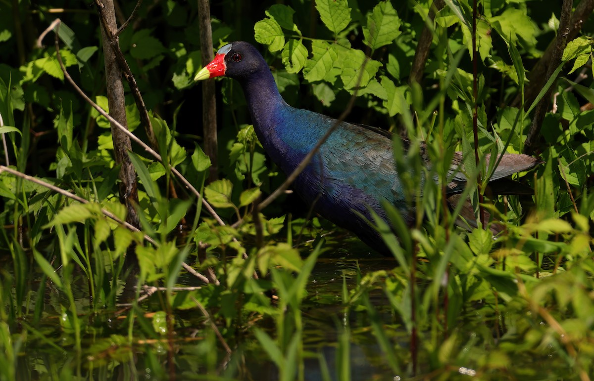 Purple Gallinule - Kelly Panneck