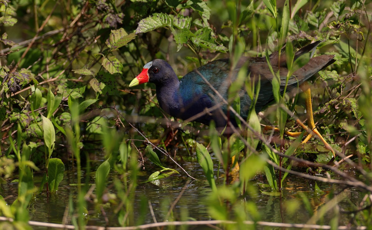 Purple Gallinule - ML619199274