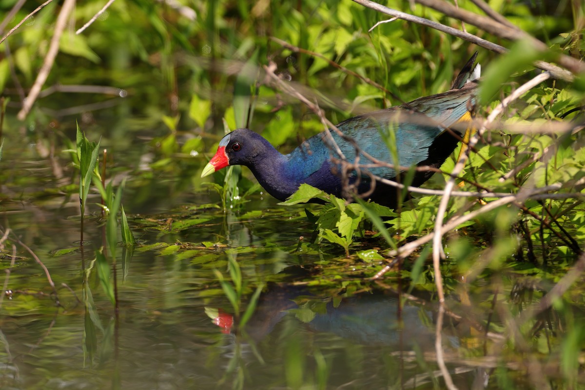 Purple Gallinule - Kelly Panneck