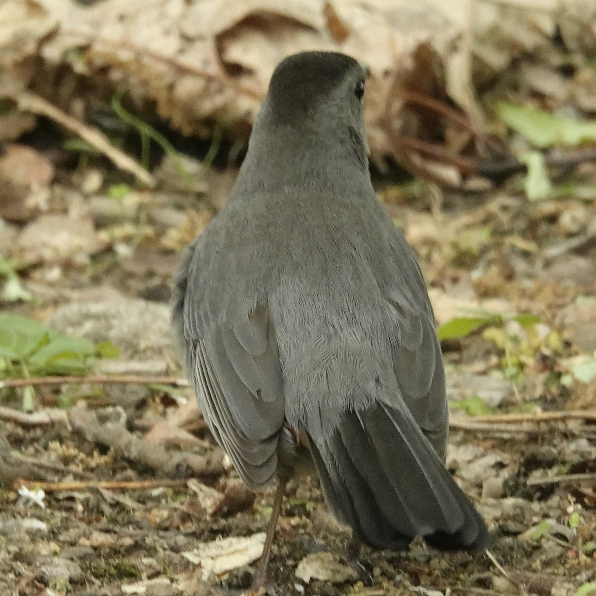 Gray Catbird - Cynthia Ehlinger