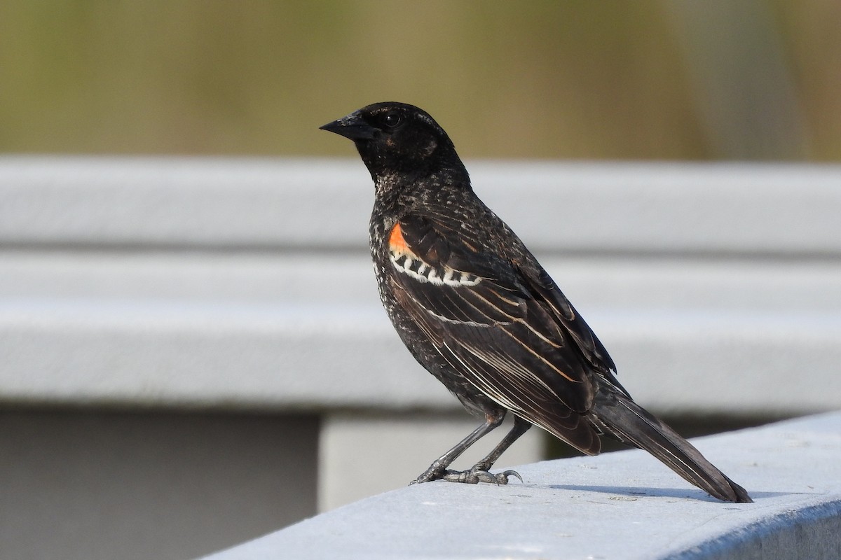 Red-winged Blackbird - Nancy Burns