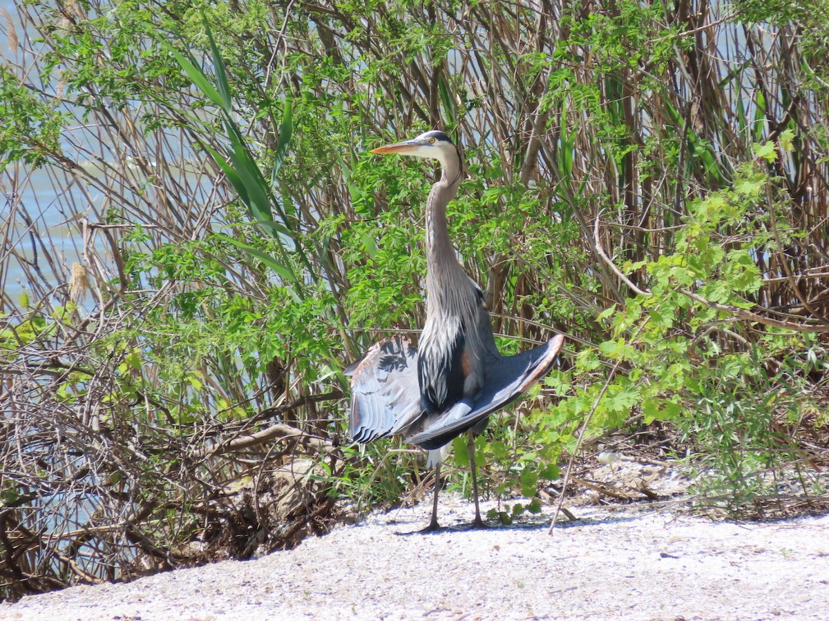 Great Blue Heron - Susan Maloney