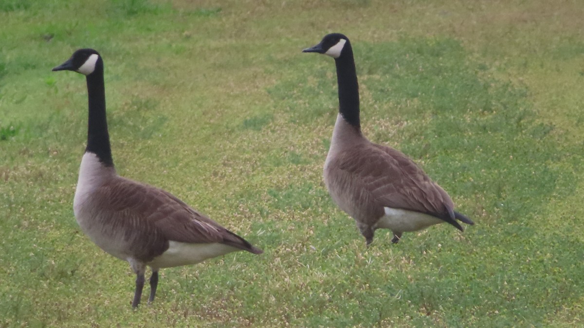 Canada Goose - Gregory Allen