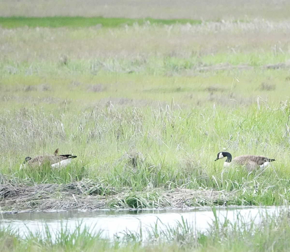 Canada Goose - ML619199366