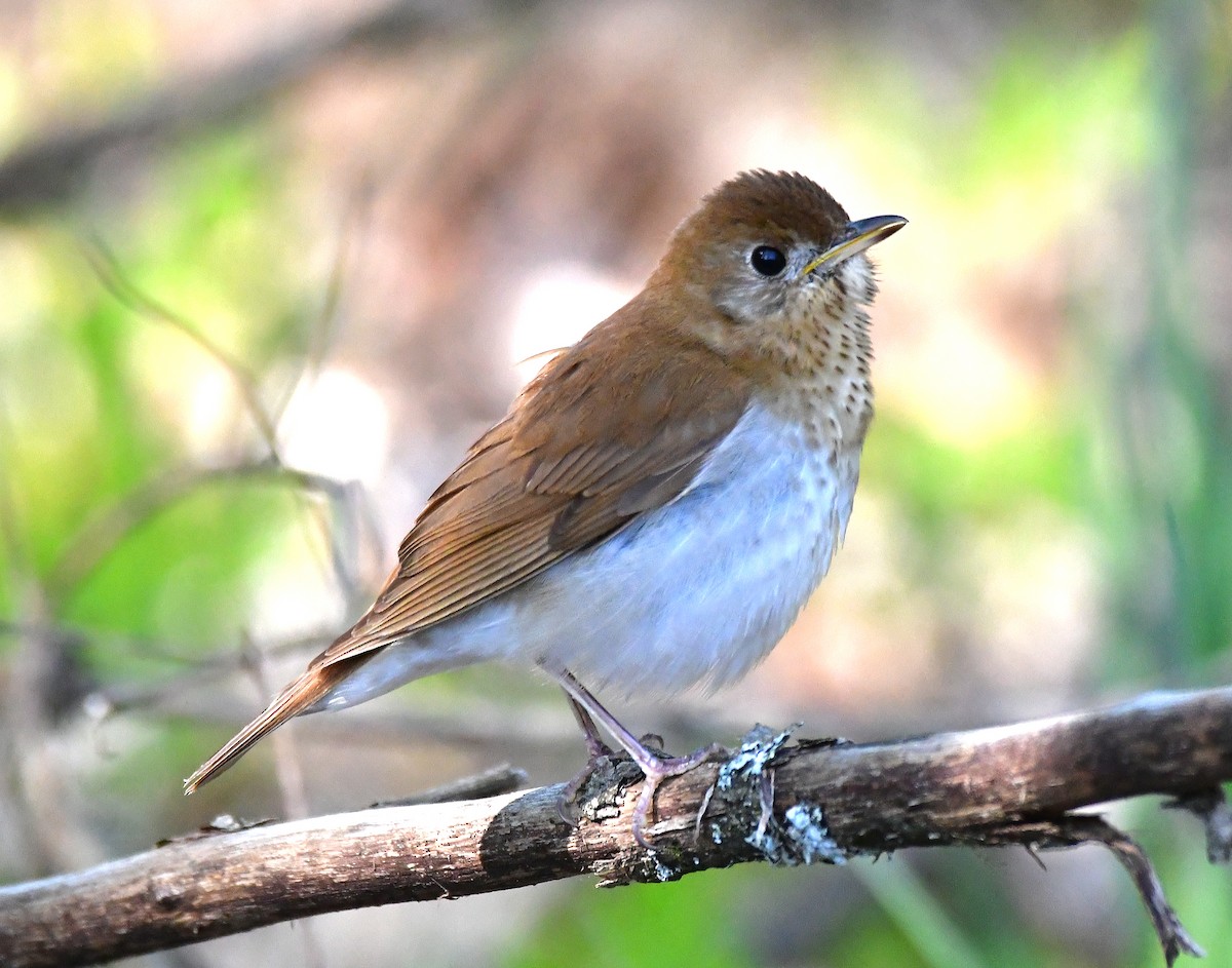 Veery - ML619199370