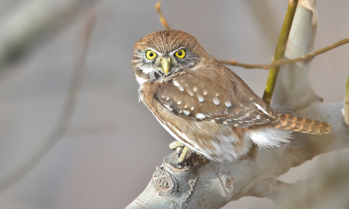 Austral Pygmy-Owl - Adrián Braidotti