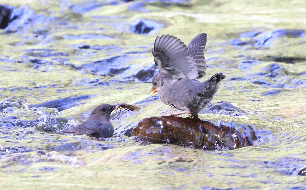 Grauwasseramsel - ML619199395