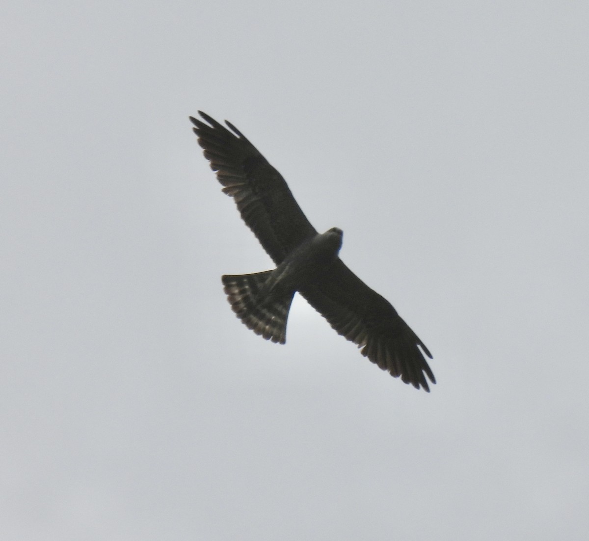 Mississippi Kite - Robert Ducham