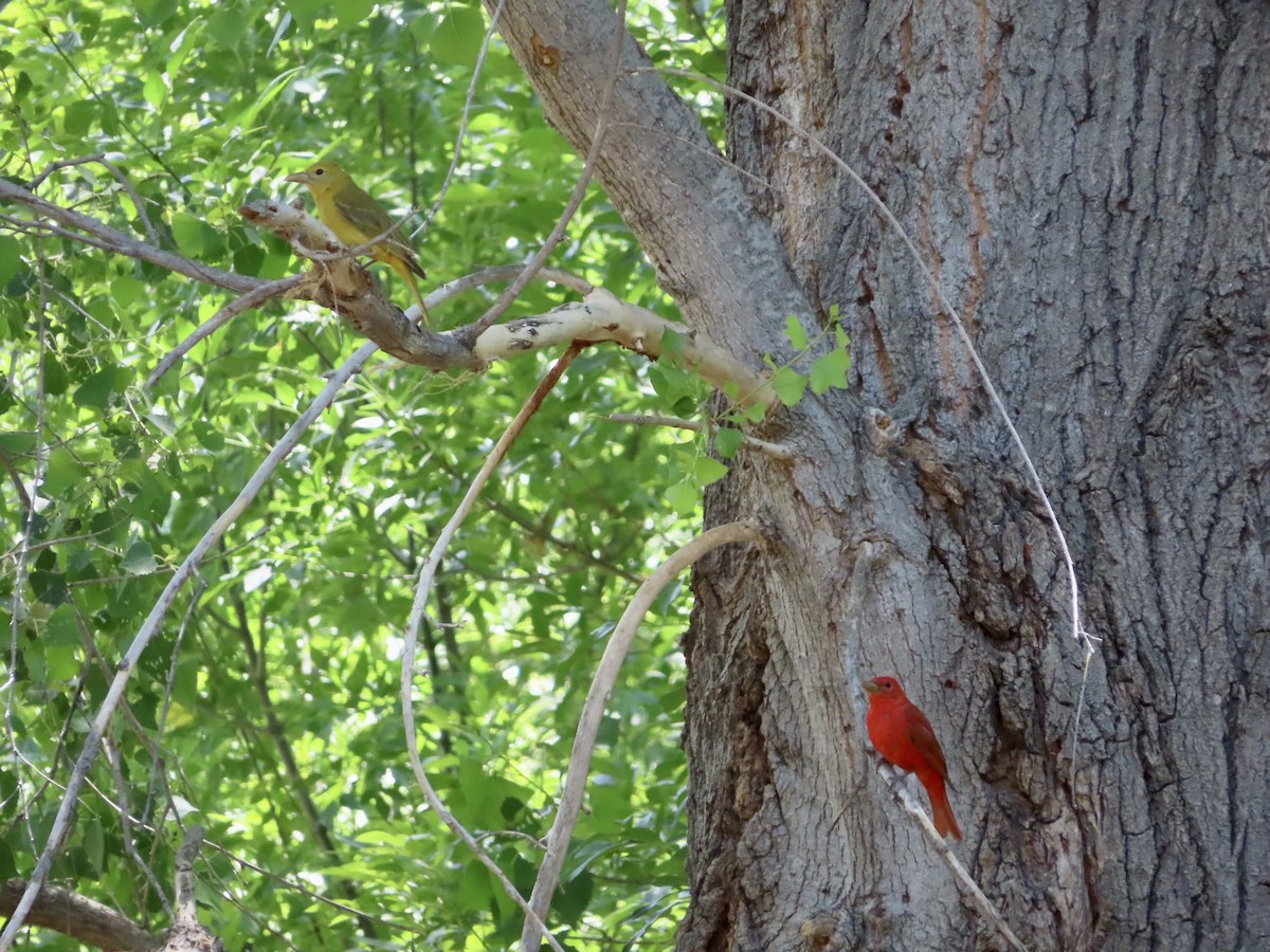 Summer Tanager - Kyan Russell