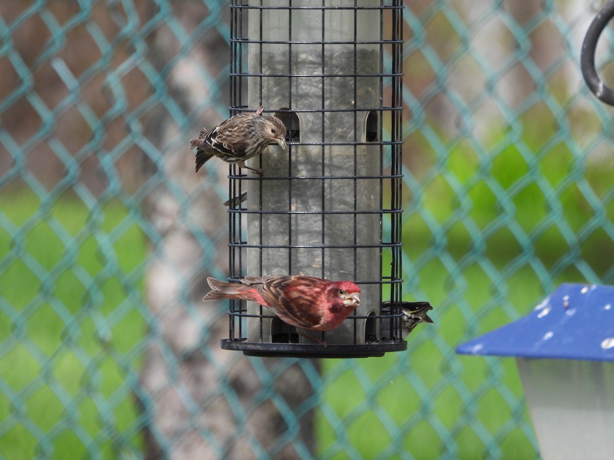 Purple Finch - Nicole St-Amant