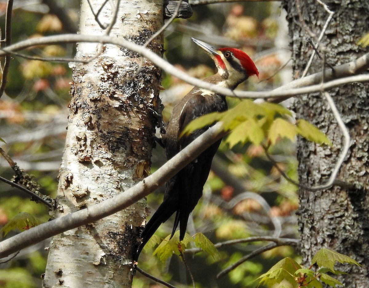 Pileated Woodpecker - Rita Viau