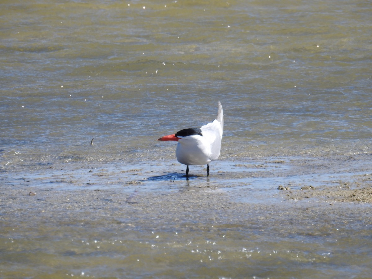 Caspian Tern - ML619199428