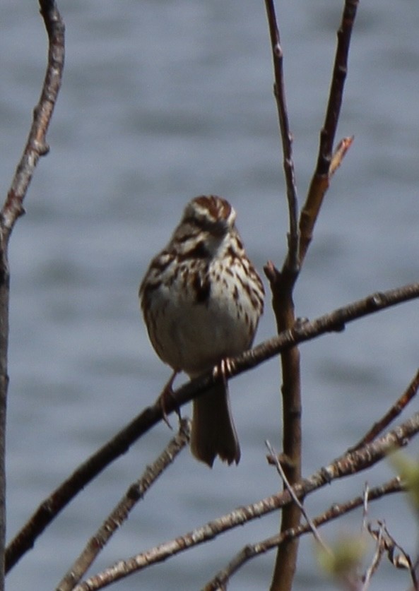 Song Sparrow - Amy Ressler-Williams