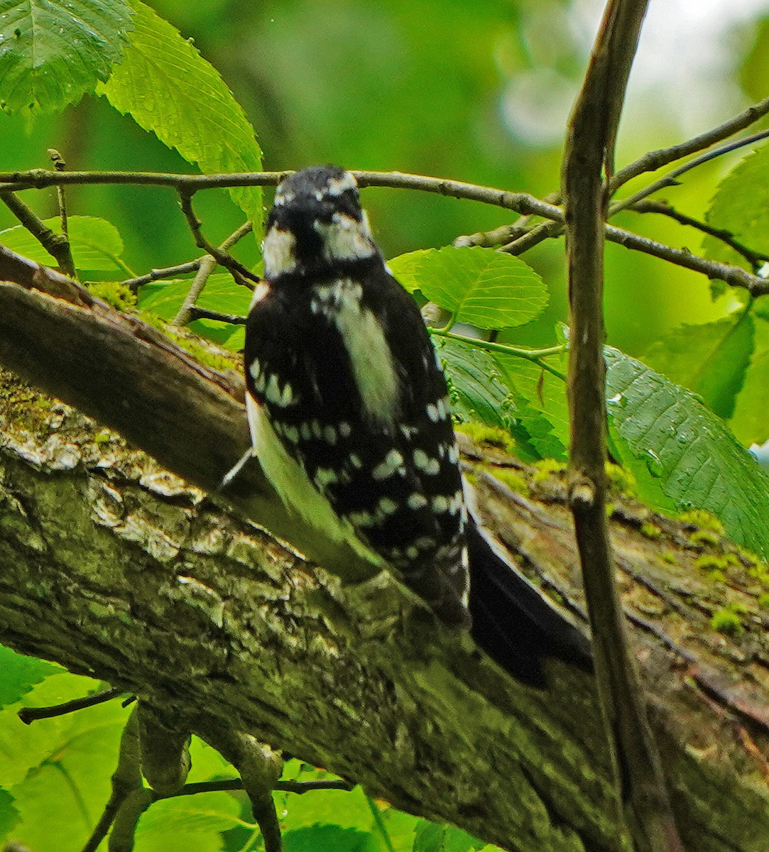 Downy Woodpecker - Mark McConaughy