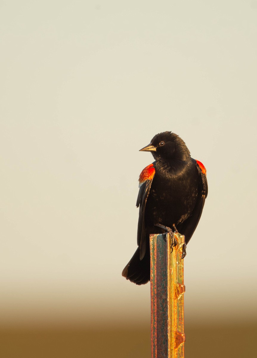 Red-winged Blackbird - Micah Anderson