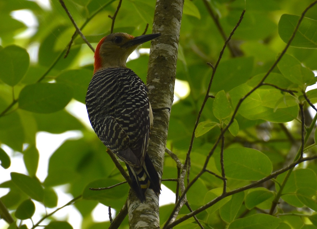 Red-bellied Woodpecker - John Lynch