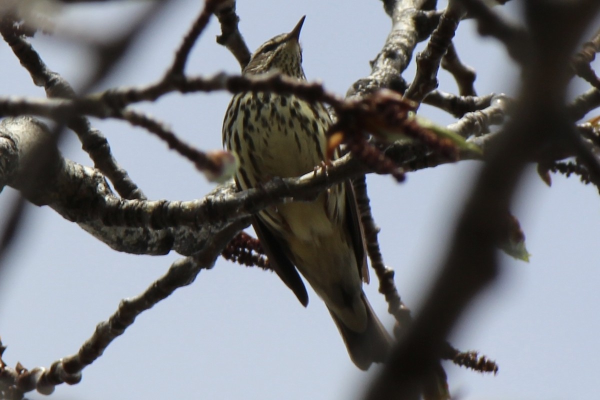 Northern Waterthrush - Amy Ressler-Williams