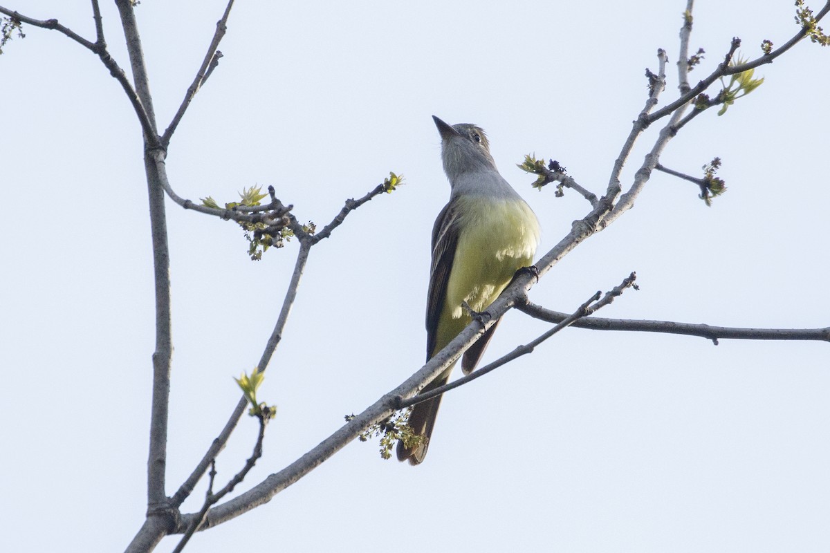 Great Crested Flycatcher - ML619199486