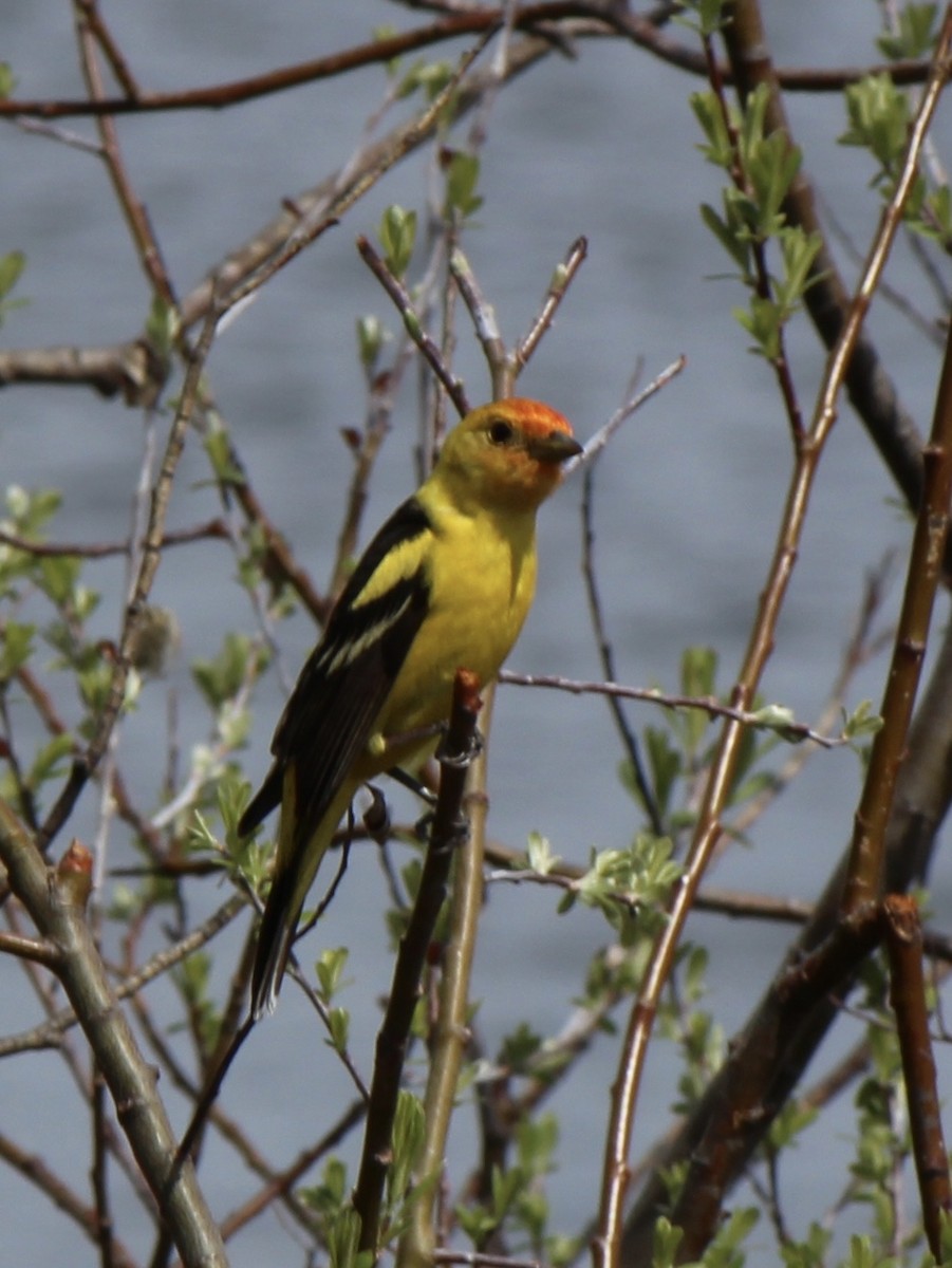 Western Tanager - Amy Ressler-Williams