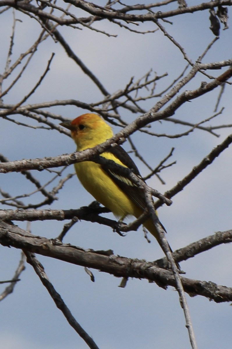 Western Tanager - Amy Ressler-Williams